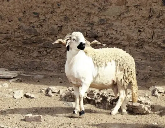 شاهد أكبر حولي لسنة 2017 صردي أصيل