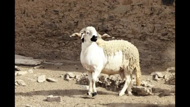 شاهد أكبر حولي لسنة 2017 صردي أصيل