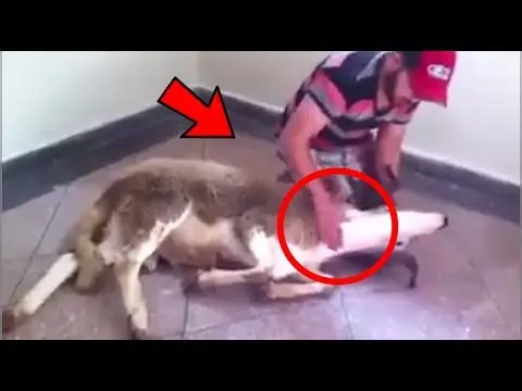 الطريقة الصحيحة لذبح كبش عيد الاضحى