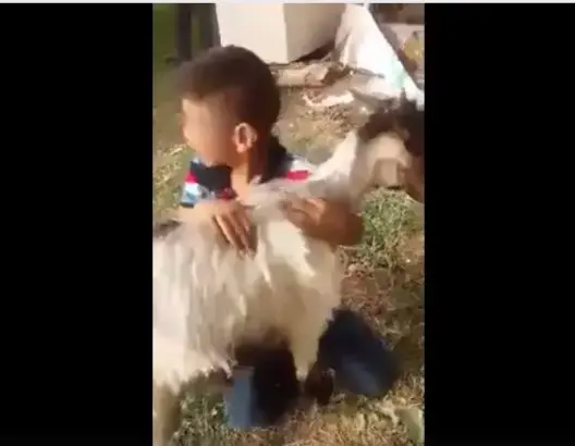 لن تصدق ما فعل طفل بهذه النعجة الصغيرة