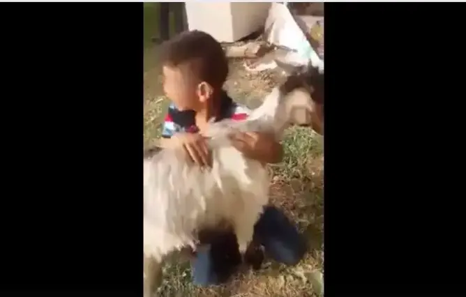 لن تصدق ما فعل طفل بهذه النعجة الصغيرة