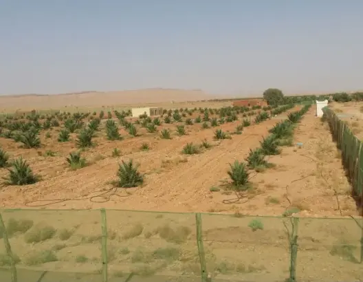 شقيق ضابط بالجيش يكشف حقيقة “استيلاء” أخيه على أراضي بالرشيدية