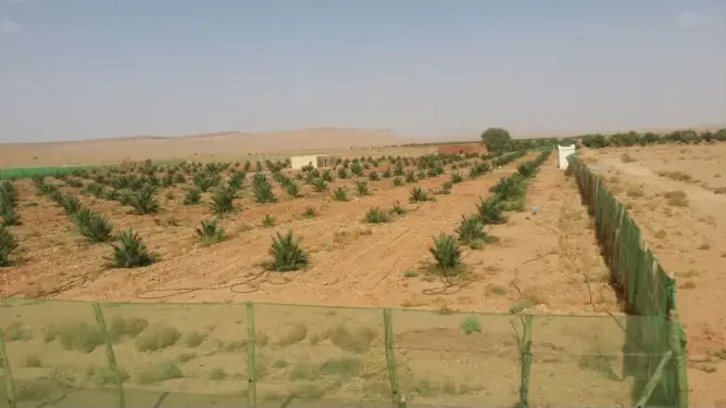 شقيق ضابط بالجيش يكشف حقيقة “استيلاء” أخيه على أراضي بالرشيدية