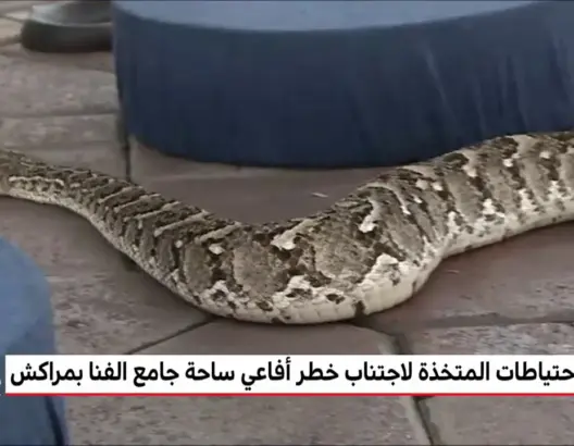 ساحة جامع الفنا .. الأفاعي السامة خطر محدق