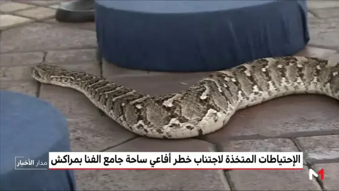 ساحة جامع الفنا .. الأفاعي السامة خطر محدق
