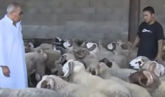 الاقبال على اقتناء أضحية العيد من الضيعات الفلاحية