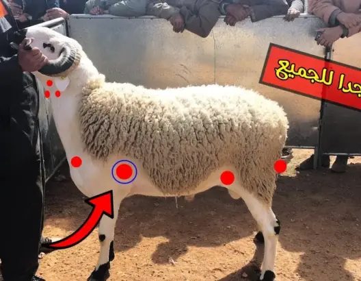 معلومات مهمة جدا قبل شراء كبش عيد الأضحى “فيديو”