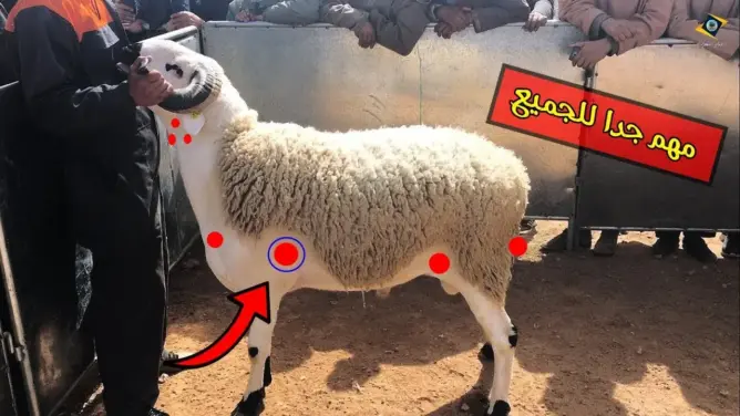 معلومات مهمة جدا قبل شراء كبش عيد الأضحى “فيديو”