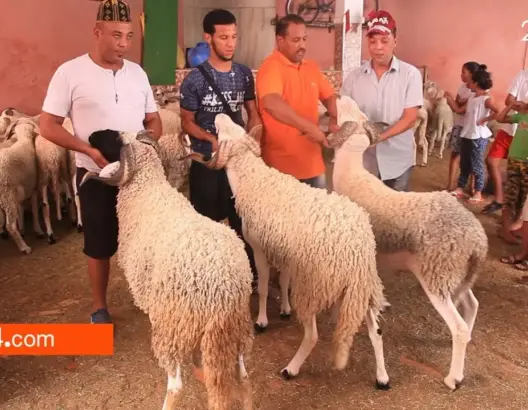 تعرف على أسعار بيع أكباش عيد الأضحى بمراكش