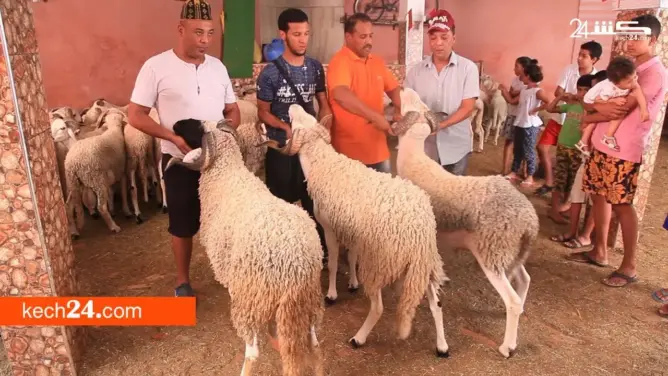 تعرف على أسعار بيع أكباش عيد الأضحى بمراكش