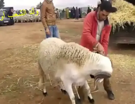 بالفيديو.. أكبر “حولي” في المغرب بـ 8000 درهم
