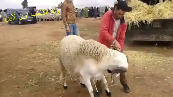بالفيديو.. أكبر “حولي” في المغرب بـ 8000 درهم