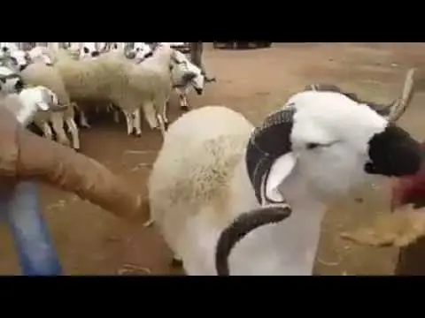 بمناسبة عيد الاضحى .. شاهد أكبر كبش في المغرب