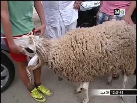 طريف .. عبد الخالق فهيد يبحث عن الجزار يوم عيد الأضحى