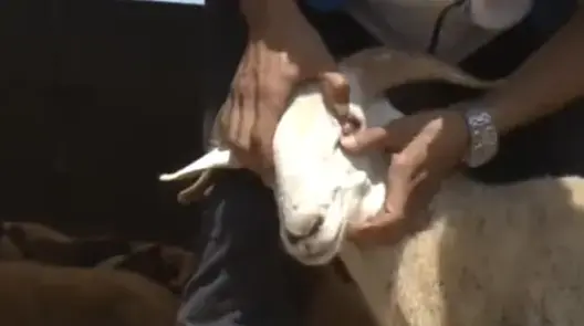 نصائح مهمة لاختيار أضحية العيد