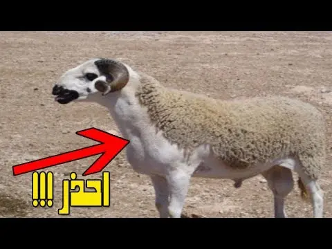 شاهد 5 نصائح قبل شراء الأضحية