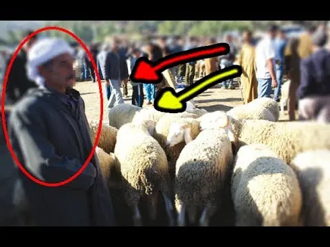 شاهد ماذا حدث لبائع الغنم عندما باع جميع الأغنام يوم قبل عيد الأضحى