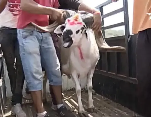 نصائح مهمة لاختيار أضحية العيد