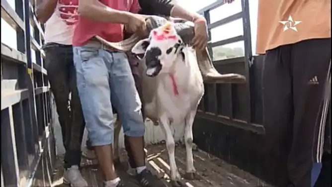 نصائح مهمة لاختيار أضحية العيد