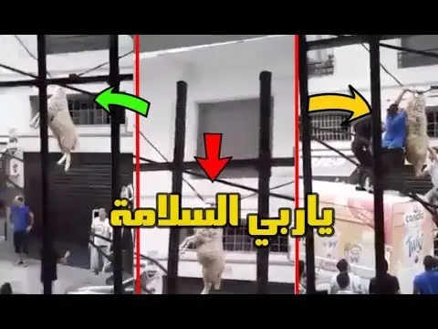 شاهد ما وقع لهذا الخروف بعدما قفز من اعلى السطح