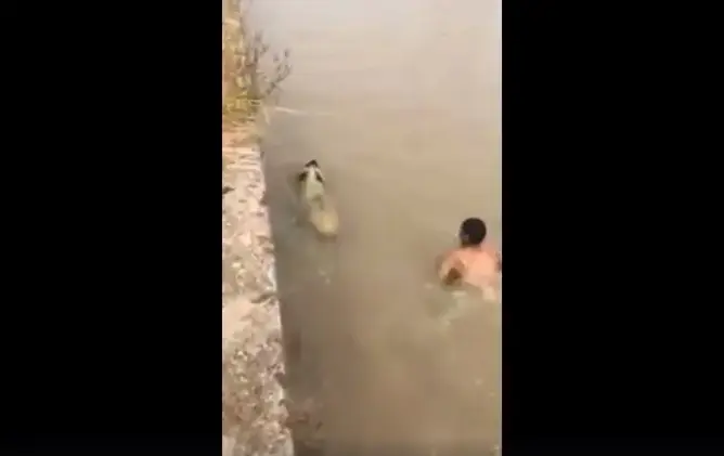 شاهد عملية انقاذ خروف سقط في صهريج بعد هروبه من صاحبه
