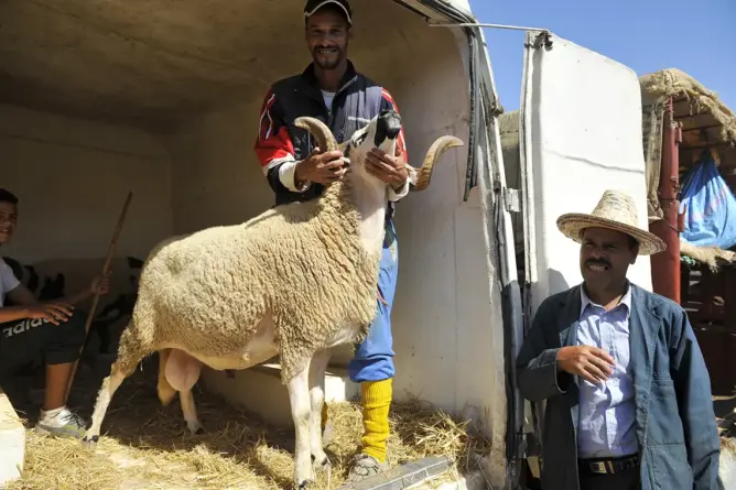 عيد الأضحى .. عرض الأغنام والماعز يقدر بـ8.5 ملايين رأس