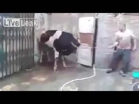 محاولة ذبح بقرة بطريقة غريبة تنتهي باغماء الجزار (شاهد)