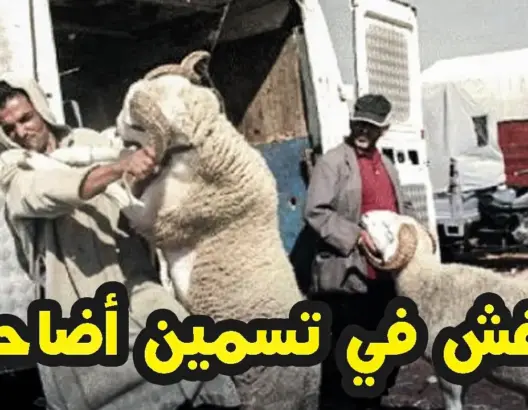 شاهد كيف يتم استخدام الغش في تسمين أضاحي العيد