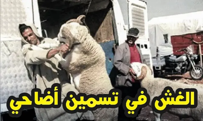 شاهد كيف يتم استخدام الغش في تسمين أضاحي العيد
