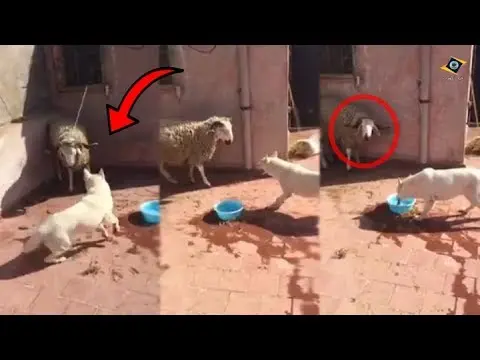 طريف: شاهد معركة بين كلب وخروف عيد الأضحى ‎