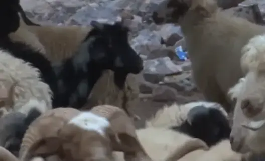 إقبال كبير على الماعز عِوَض الأكباش بتارودانت