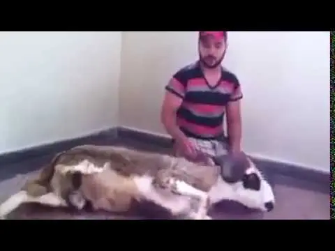 شاهد طريقة الذبح السليمة و المريحة للأضحية