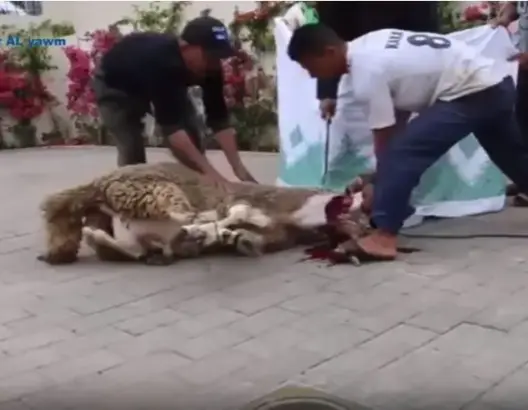 شاهد فنان مغربي يذبح أضحية العيد على الطريقة الملكية