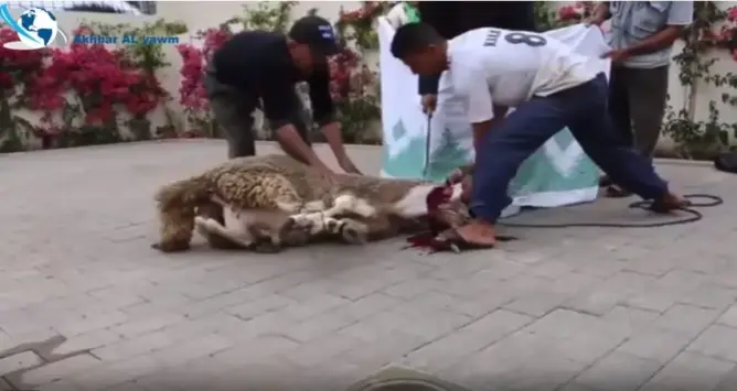 شاهد فنان مغربي يذبح أضحية العيد على الطريقة الملكية