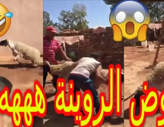 فيديو طريف .. ذبحو الحولي و هرب ليهوم