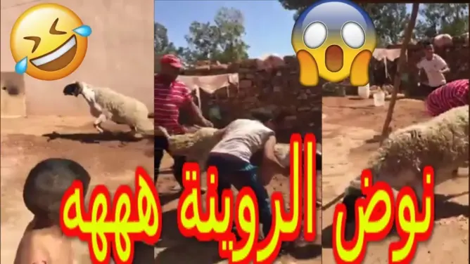 فيديو طريف .. ذبحو الحولي و هرب ليهوم