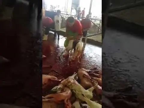 فضيحة… دبح يخلاف الطريقة الاسلامية بمسلخ بمكة المكرمة