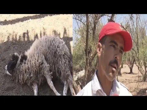 خطير: نفوق حوالي 65 من الاغنام بمراكش .. تعرف على السبب !