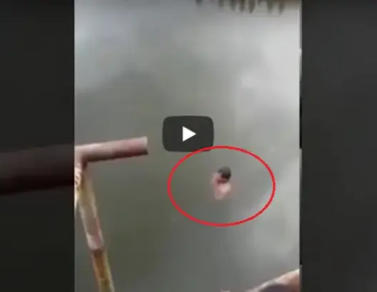 ادعى أن قوى خارقة ستحميه من التماسيح..لكن نهايته كانت مروعّة!