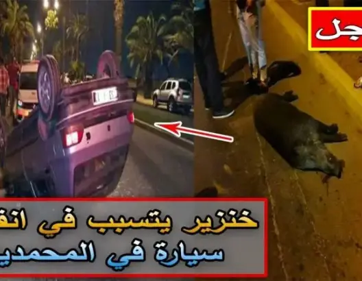 خنزير يتسبب في انقلاب سيارة في المحمدية (فيديو)