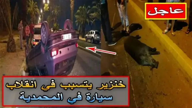 خنزير يتسبب في انقلاب سيارة في المحمدية (فيديو)