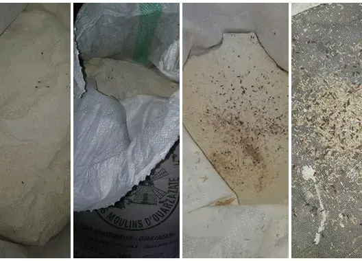الداخلية تتحرك بعد عثور مواطنين على حشرات بدقيق مدعم بتنغير
