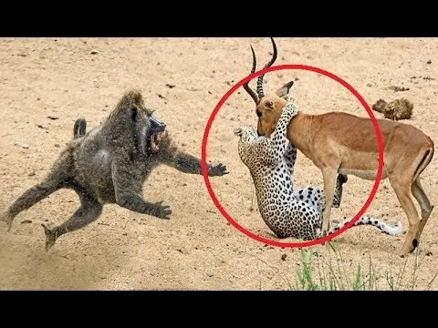 شاهد حيوانات أنقذت حياة حيوانات أخرى بشكل لايصدق