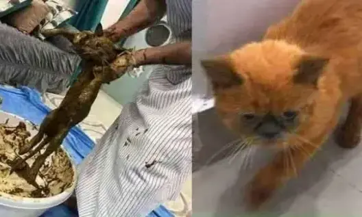 شاب مغاربي يطلي قطط الشارع بالحناء ويبيعها للإيطاليين بثمنٍ باهظ