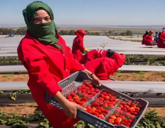 إسبانيا تفتح أبوابها لـ16 ألف مغربية لإنقاذ موسم الفراولة