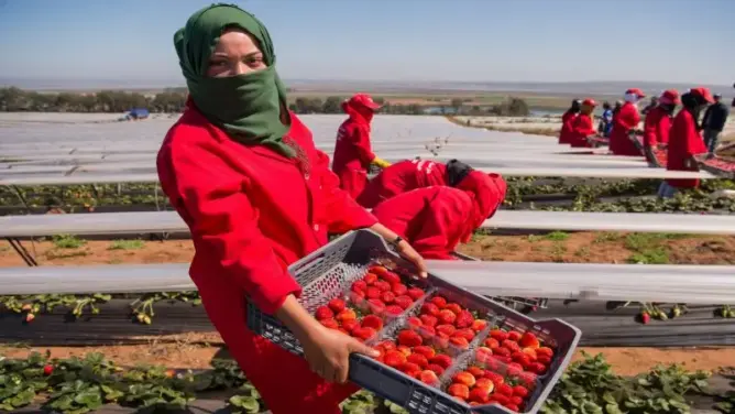 إسبانيا تفتح أبوابها لـ16 ألف مغربية لإنقاذ موسم الفراولة