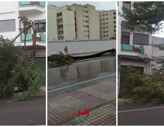 الأمطار والرياح القوية تتسبب في اقتلاع أشجار بتطوان (صور)