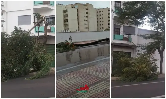 الأمطار والرياح القوية تتسبب في اقتلاع أشجار بتطوان (صور)