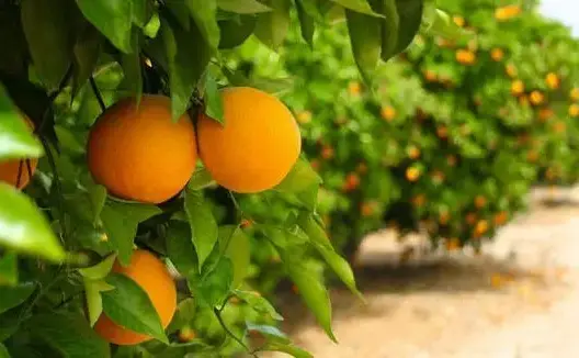 أمريكا تقرر رفع التعليق المفروض على “الكليمونتين” المغربي