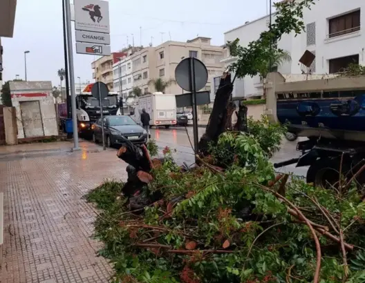 في غياب المراقبة.. أشجار العاصمة تتساقط تباعا وتهدد حياة المارة (صور+فيديو)